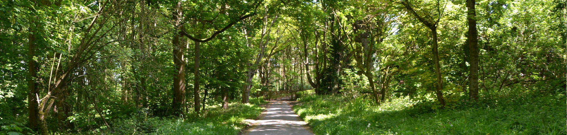 Background woods