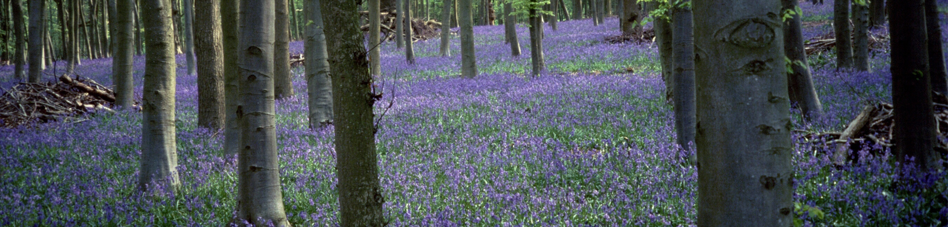 Wytham Woods Bluebells