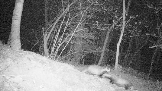 badger watching