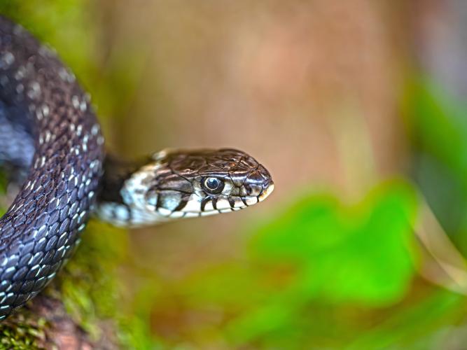 georg wietschorke grass snake 9050491 lores