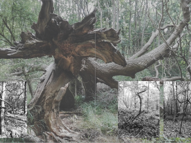 Maga Esberg Art work featuring a tree
