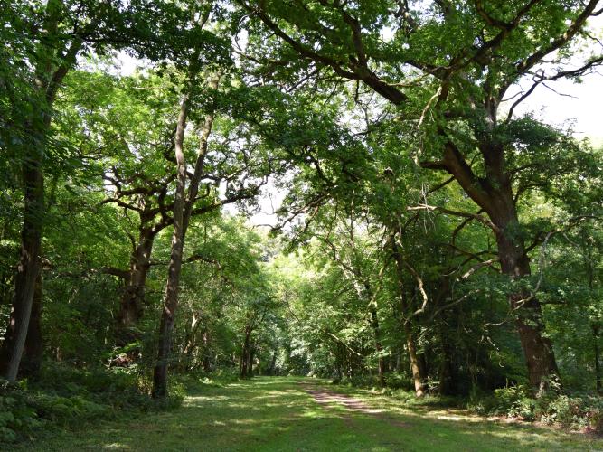 wytham walk