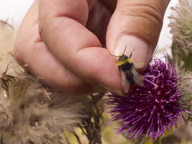 Steven Falk handles a bee