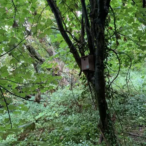 A new bird box at Court Place Gardens