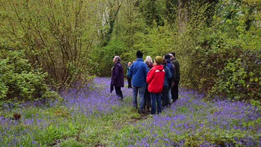 A group of people gathered within the woods, standing surrounded by bluebells