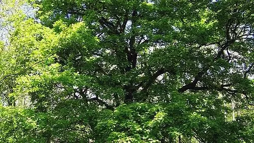 500px sorbus torminalis full tree
