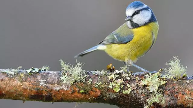 Image of a Blue tit bird perched on a tree branch covered in moss and lichen, blue tit has bright yellow chest feathers with blue and white feather over the head