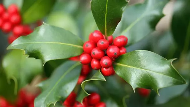 Holly (Ilex aquifolium) 