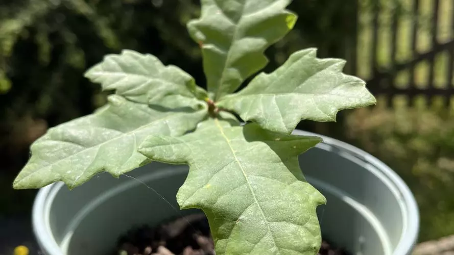 A close-up of a small oak sapling, its broad leaves spread out towards the viewer, against a backdrop of a hawthorn hedge.