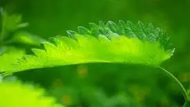 A nettle leaf