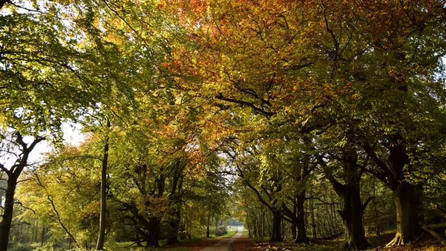 wytham woods autumn resized