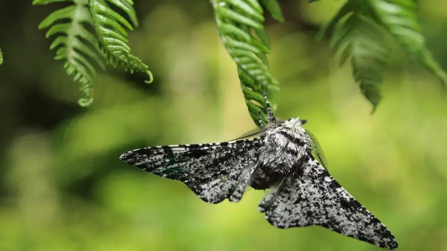 wytham lab with leaves part 9  moths