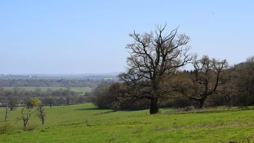wytham woods  generic