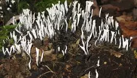 A group of candlesnuff fungi grows on deadwood