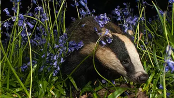 Badger