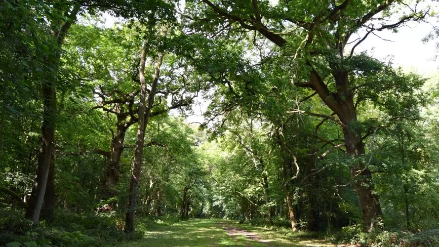 wytham walk