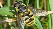 A photograph of a Batman hoverfly settled upon a leaf.