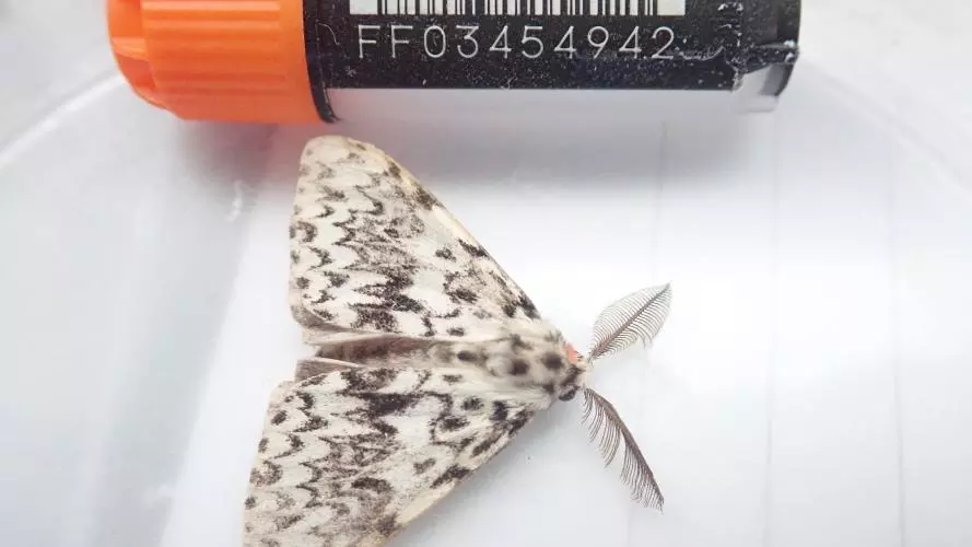 genome