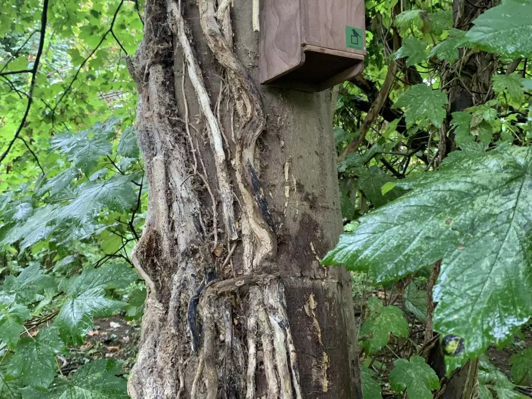 A new bird box at Court Place Gardens
