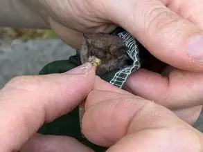 bat