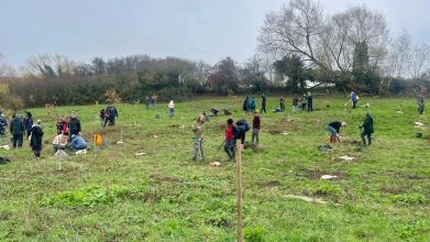 oak planting