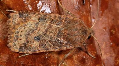 Chestnut moth (Conistra vaccinii)