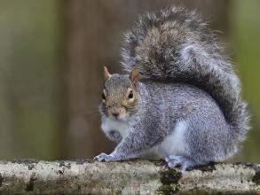 Grey squirrel (Sciurus carolinensis)