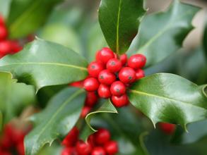 Holly (Ilex aquifolium) 
