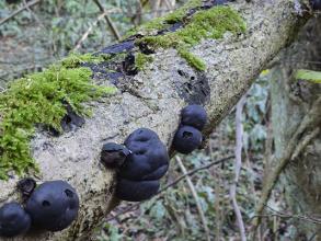 King Alfred Cakes (Daldinia concentrica)
