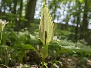 Lords and Ladies (Arum maculatum)