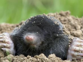 Mole (Talpa europaea)