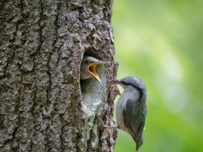 Nuthatch Sitta europaea