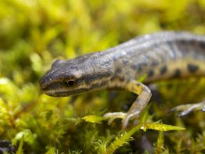 A smooth newt