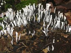 A group of candlesnuff fungi grows on deadwood