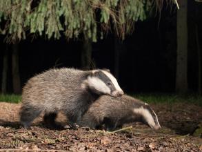 Two badgers walking over brown leaves within the woods. 