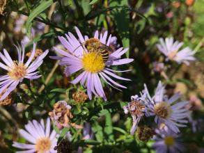 Bee on a pink daisy flower, surrounding by more pink daisies with bright yellow centers