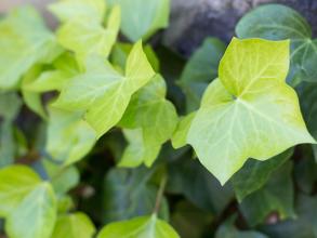 Ivy (Hedera helix)