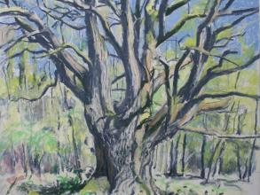 Oak tree in spring