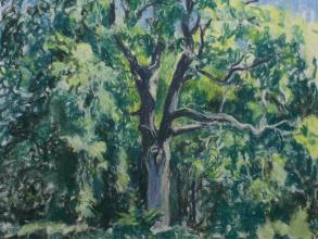 Ash tree in Summer