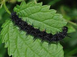 A peacock caterpillar on a nettle leaf. The caterpillar is black and spiky.
