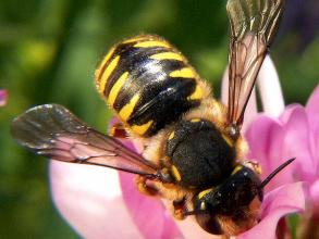 A female Wool carder bee - it has a bold black diamond pattern down its abdomen and is drinking from a pink flower