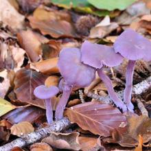 Amethyst Deceiver 