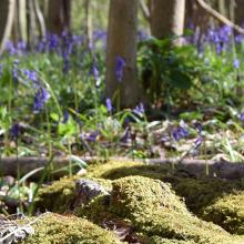 Image of logs lying on the ground covered in moss with bluebells in the distance