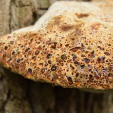 A large fungus bracket on a tree trunk, oozing water