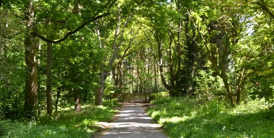 Background Woods