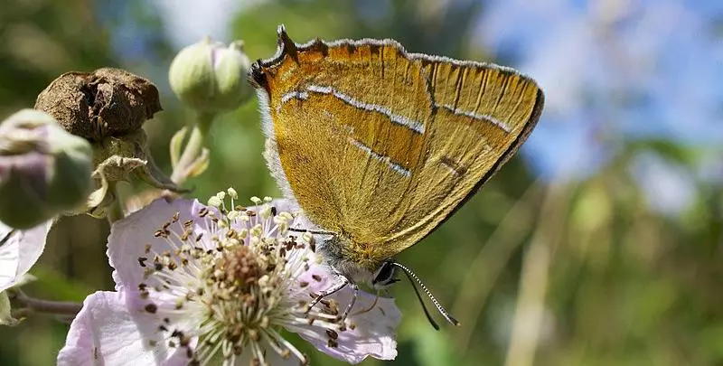 brown hairstreak butterfly