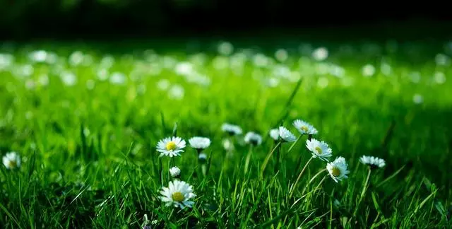 park farm daisies