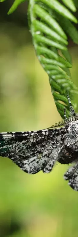 wytham lab with leaves part 9  moths