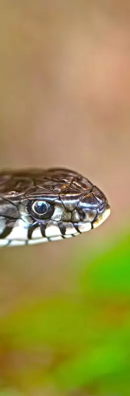 georg wietschorke grass snake 9050491 lores