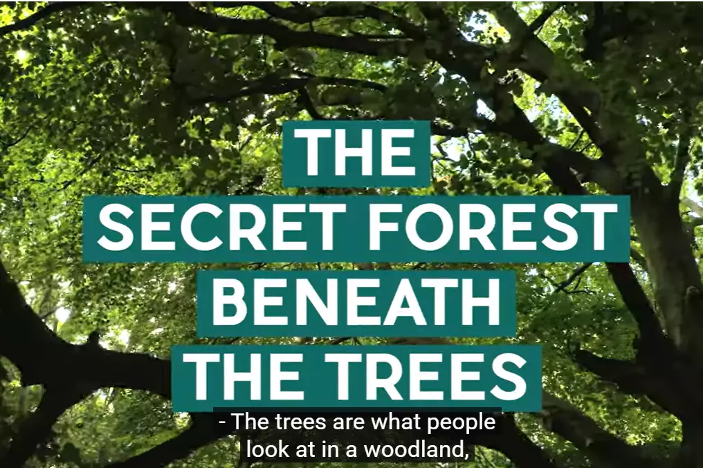 secret forest youtube image